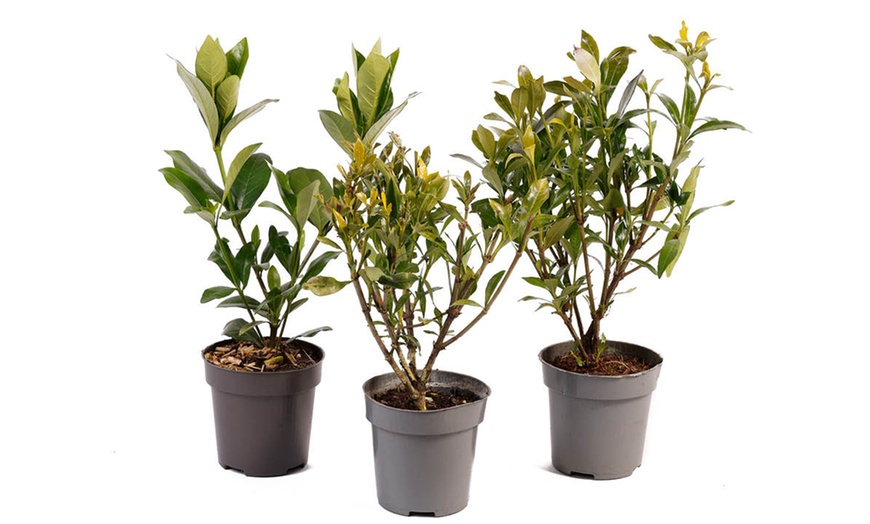 Image 4: Three Packs of Gardenia Collection, Established Plants in 9cm Pots