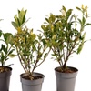 Image 4: Three Packs of Gardenia Collection, Established Plants in 9cm Pots
