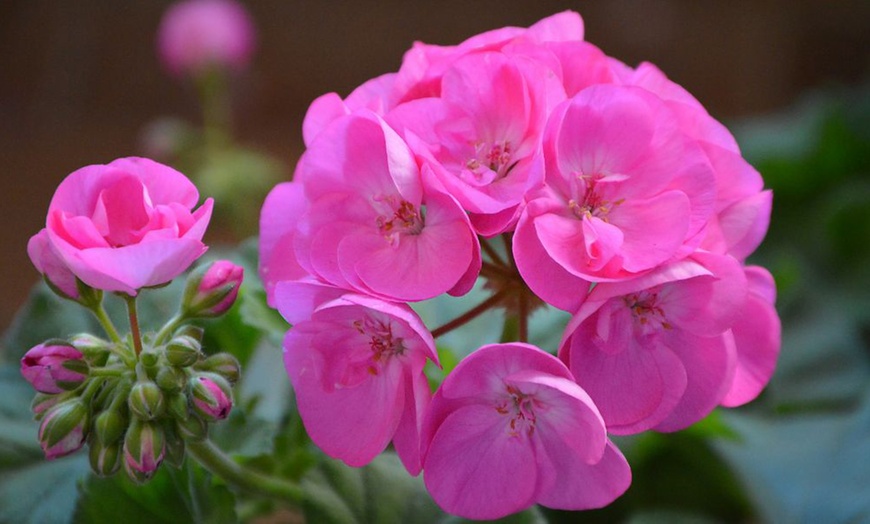 Image 5: Up to 72 Geranium 'Jackpot Candyfloss' Mix Plants