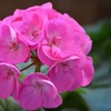 Image 5: Up to 72 Geranium 'Jackpot Candyfloss' Mix Plants