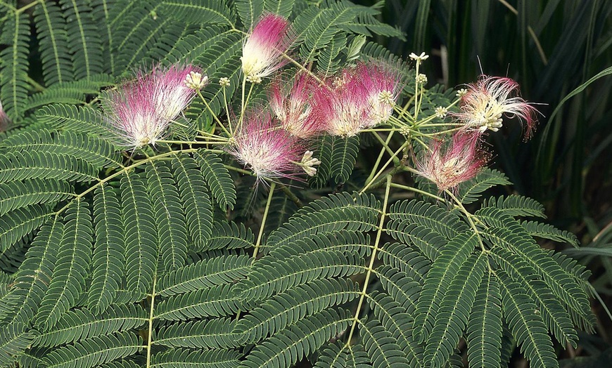 Image 3: Yougarden Persian Summer Chocolate Silk Tree