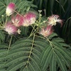 Image 3: Yougarden Persian Summer Chocolate Silk Tree