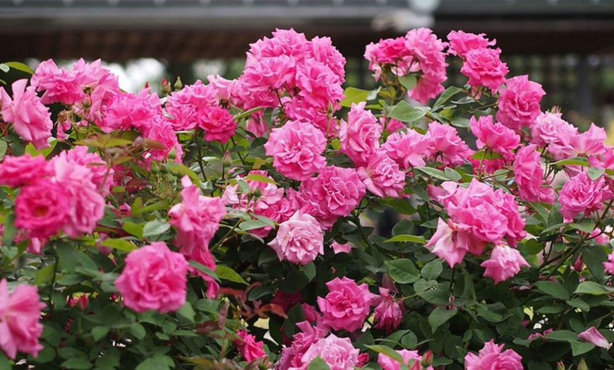 Image 2: 3-Litre Potted Climbing Roses