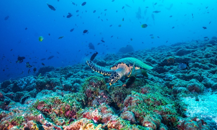 Image 6: Up to 12% Off 1-Day Round-Trip Bimini Ferry with Transportation