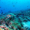Image 6: Up to 12% Off 1-Day Round-Trip Bimini Ferry with Transportation