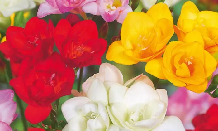 Lot de 40 bulbes de Freesia double mix de Perfect Plant Deal B.V. - Image 3