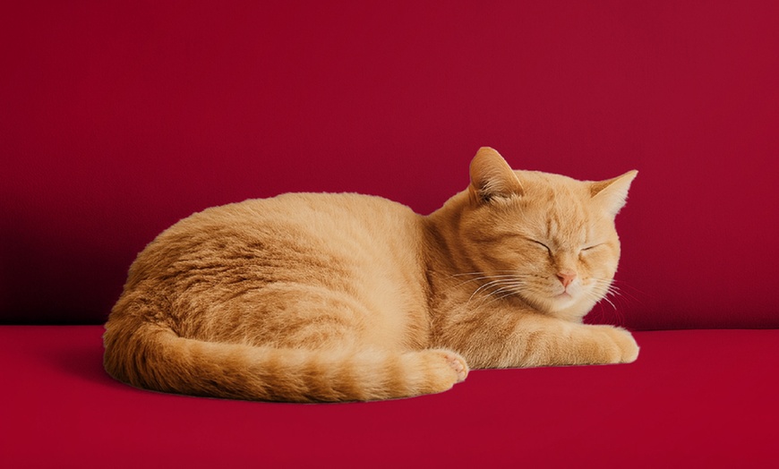 Image 11: Housse de fauteuil ou de canapé en velours DANKOV