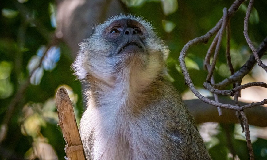 Image 21: 8-Day Yoga & Safari Retreat