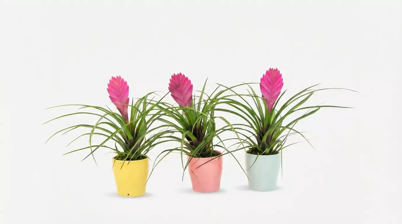 Set de 3 plantas de Tillandsia Cyanea Pastel con maceta - Primary Image