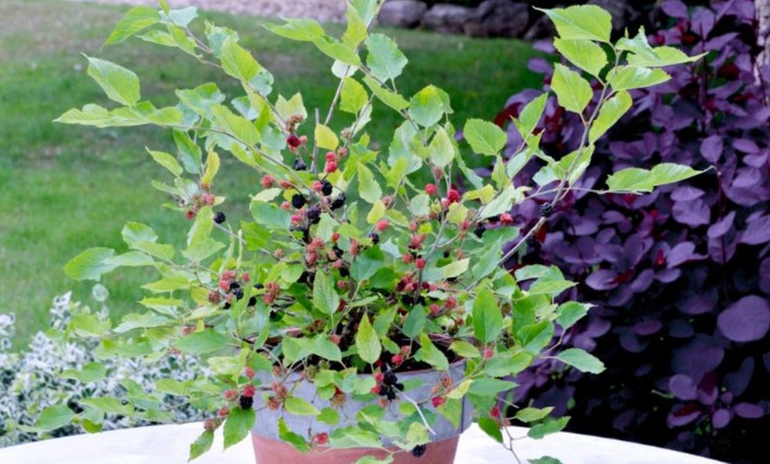 Image 15: 1, 2 or 3 Potted Fruit Plant Collections