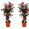 Image 13: 1 ou 2 arbustes de camélia du Japon XL de Gardenzo