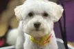 Nail Clipping, Full Bath & Grooming for All Dog Sizes & Pawdicure at Angels Touch Doggy Salon (Up To 57% Off) - Second Medium