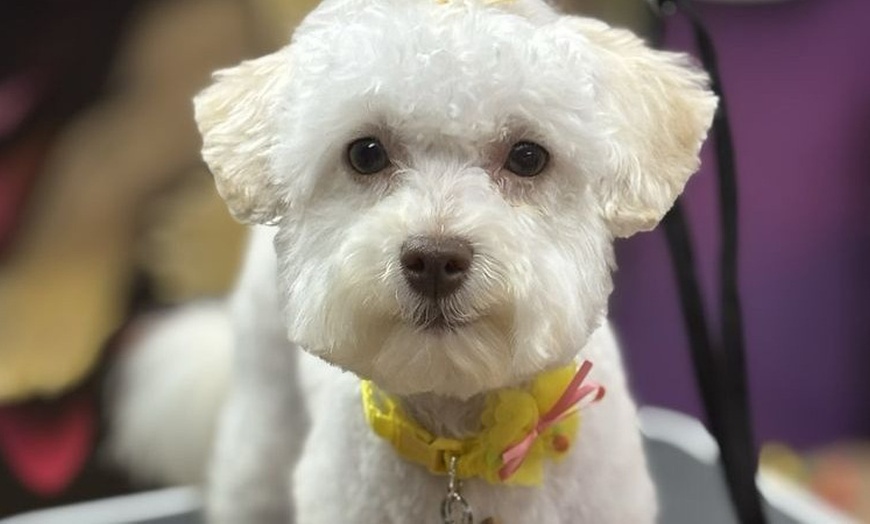 Image 2: Dog Grooming & Fun Color Services – Nail Care, Baths & Pawdicures!