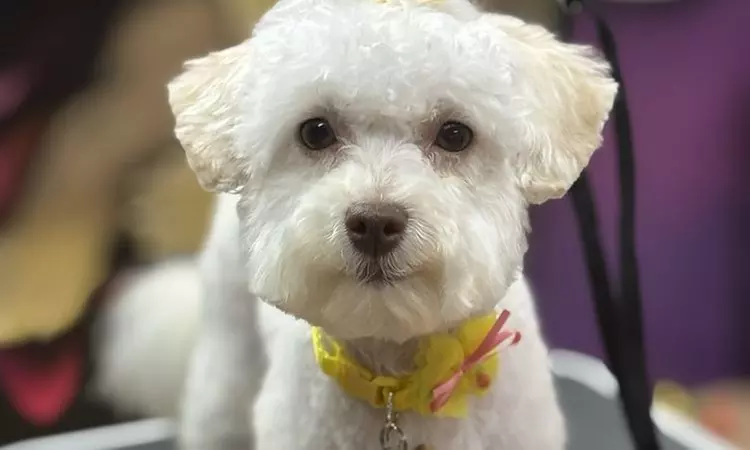 Dog Grooming & Fun Color Services – Nail Care, Baths & Pawdicures!