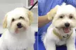 Perfect Grooming Service: Cat or Dog Small | Medium | Large Basic/Full Grooming OR Washing Only (Up to 39% Off) - Image 4