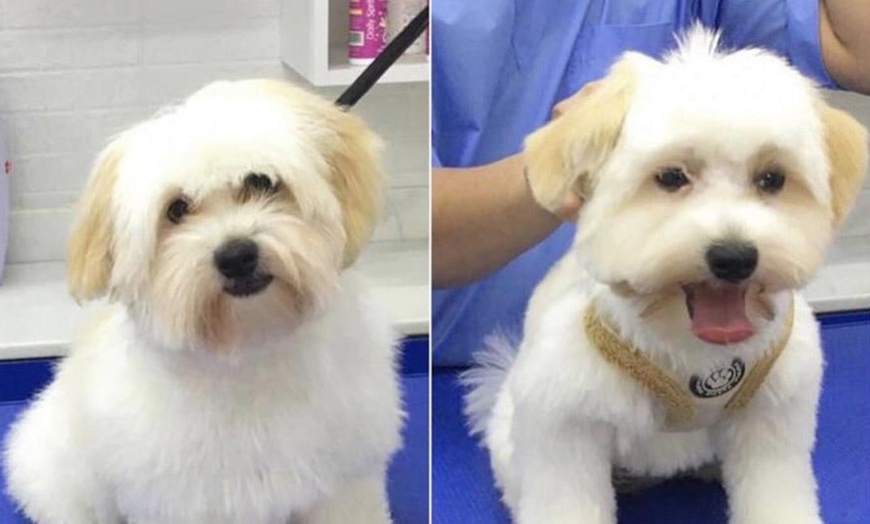 Image 4: Cat or Dog Small | Medium | Large Basic/ Full Grooming OR Washing Only