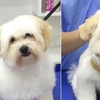 Image 4: Cat or Dog Small | Medium | Large Basic/ Full Grooming OR Washing Only