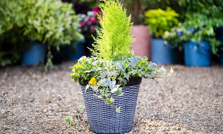 Groupon Unisex Light Grey One Or Two Rattan Effect Planter Pot: One