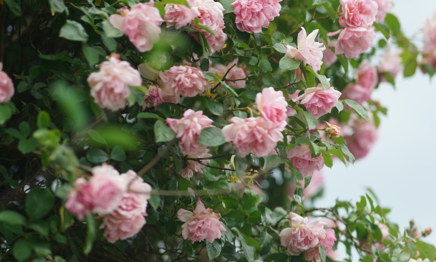 Image 1: 1x oder 2x Japanische Kamelie