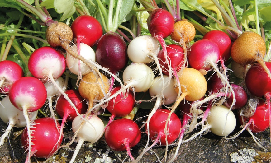 Image 9: Bumper 35-Pack Vegetable Seed Kit and Free Garden Snips