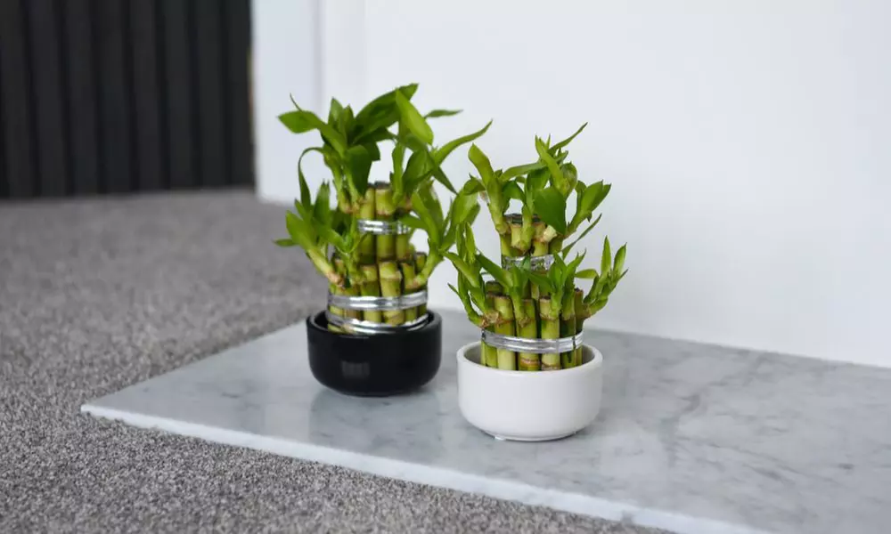 1 or 2 'Lucky Bamboo' Dracaena sanderiana Plants