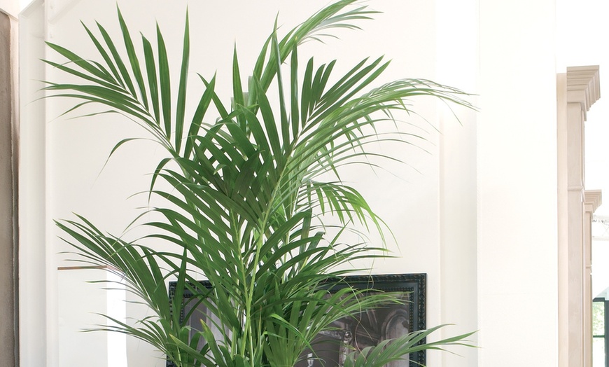 Kentia Palm Plant | Groupon Goods