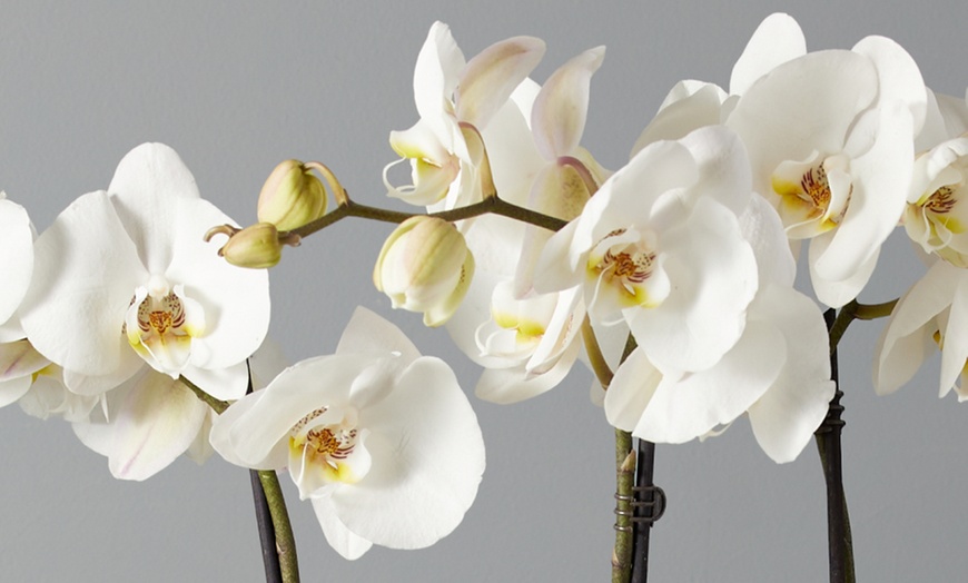 Image 18: 1-800-Flowers.com Deal: Next Day Valentine's Plants & Gifts Up to 50% off