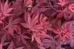 Acer Japanese Maple Trees 1, 2 or 4 Plants with Optional grey planters - Second Medium