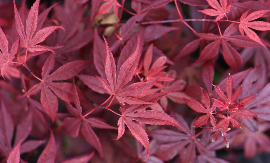 Image 5: Acer Japanese Maple Trees with Optional grey planters