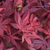 Image 5: Acer Japanese Maple Trees with Optional grey planters
