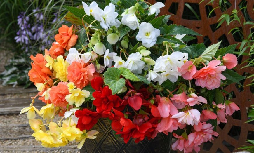 Image 10: Begonia Nonstop Joy Peaches or Sun Dancer Mixed Plug Plant Collections