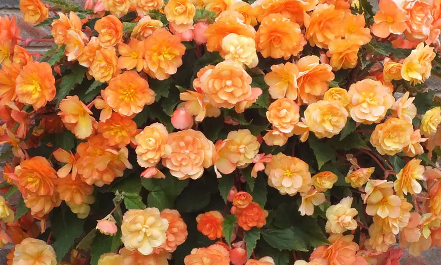 Image 5: Two Preplanted Begonia 'Apricot Fiery Shades' Hanging Baskets