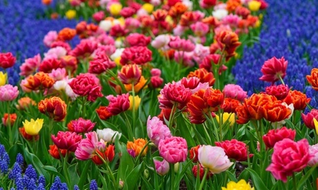 Groupon Unisex Double-Flowered Tulip Mix Bulbs: 16