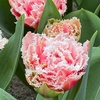 Image 3: Bulbes de tulipe double frangée "Queensland"