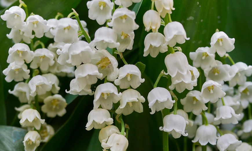 Image 2: Lily of the Valley Pips - 7, 14 or 28 Plants