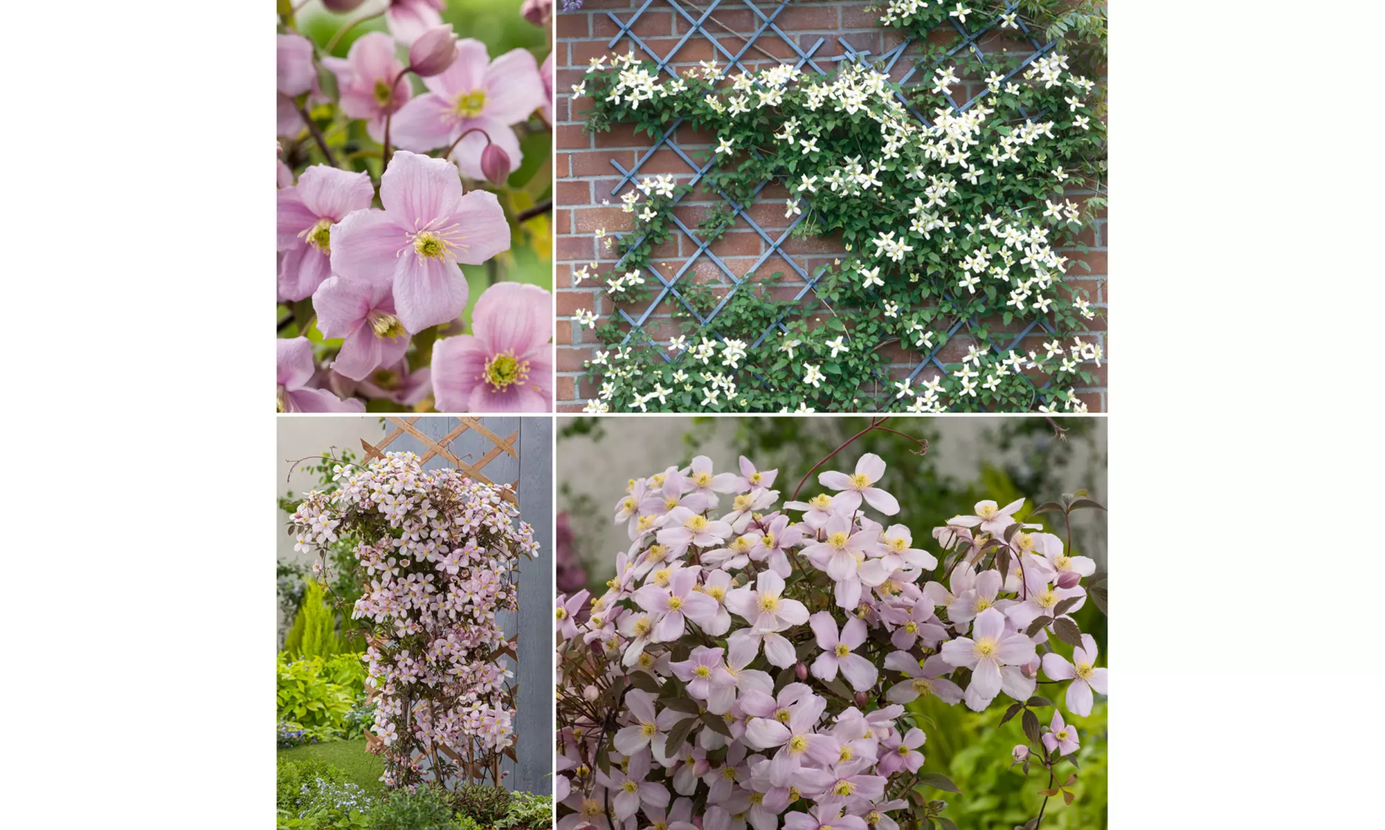 Set di 3 Clematis Montana - Primary Image