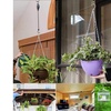 Image 3: Plant Hanging Hook