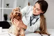 Dog & Cat Medical Check-Up, Annual Vaccination & Wellness Packages @Cute Cat Veterinary Clinic Dubai(Upto51%Off) - Image 4