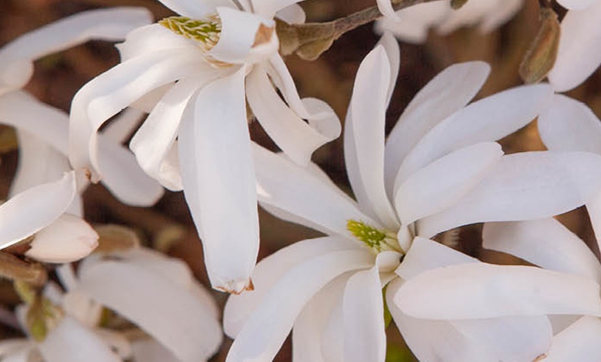 Image 1: Magnolia Tree Collection