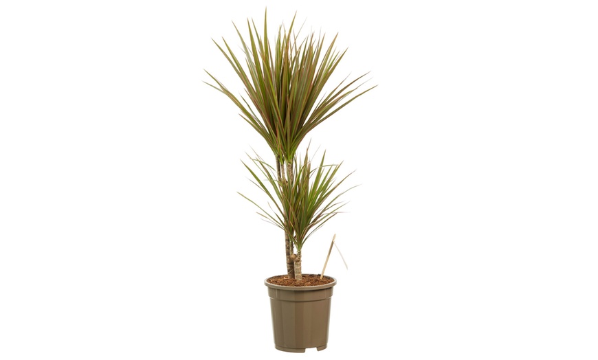 Image 3: Dracaena bicolor 80 & 125cm