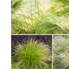 Image 1: Lot de 4 ou 8 cheveux d'ange ou "Stipa Ponytails"