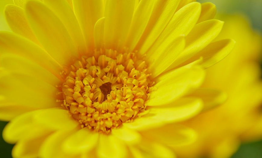 Image 5: Hardy Gerbera 'Cheeky' Potted Plants
