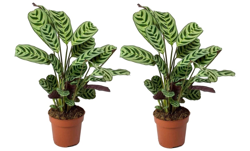 Image 6: Set de 2 plantas Ctenanthe