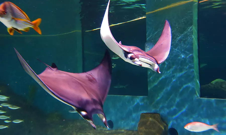 $99 for an Interactive Aquarium Package at Florida Keys Aquarium Encounters ($190 Value) - Second Medium