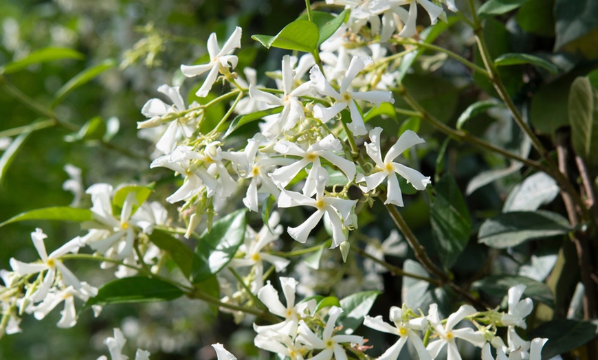 Image 3: Trachelospermum Jasminoides Plants - Two Litre