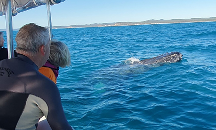Image 9: Four-hour of Whales & Beaches, Big Woody Hiking, or Island Hopper