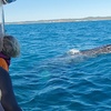 Image 9: Four-hour of Whales & Beaches, Big Woody Hiking, or Island Hopper