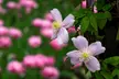 One, Two or Three Clematis Potted Plants - Second Medium