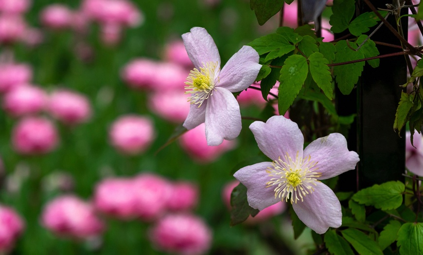 Image 7: One, Two or Three Clematis Potted Plants