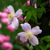 Image 7: One, Two or Three Clematis Potted Plants